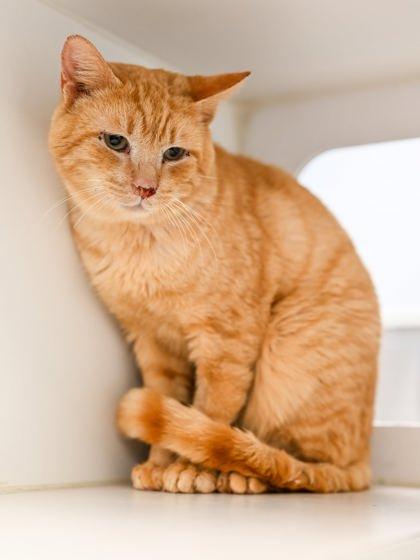 Tomato + — thumbnail 2