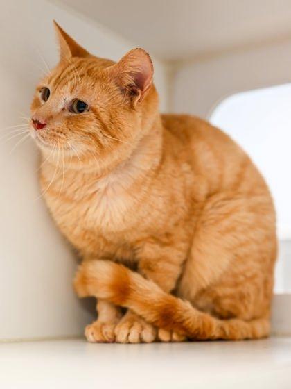 Tomato + — thumbnail 3