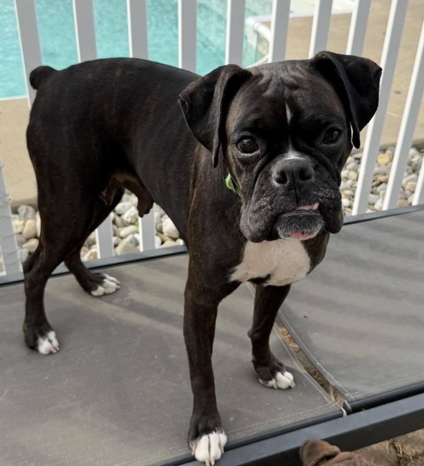 Bridget, a ADOPTABLE Boxer in Middlesex, NJ image 2/3