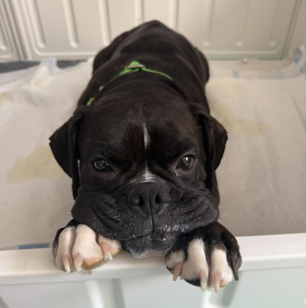 Bridget, ADOPTABLE, Adult Female Boxer.