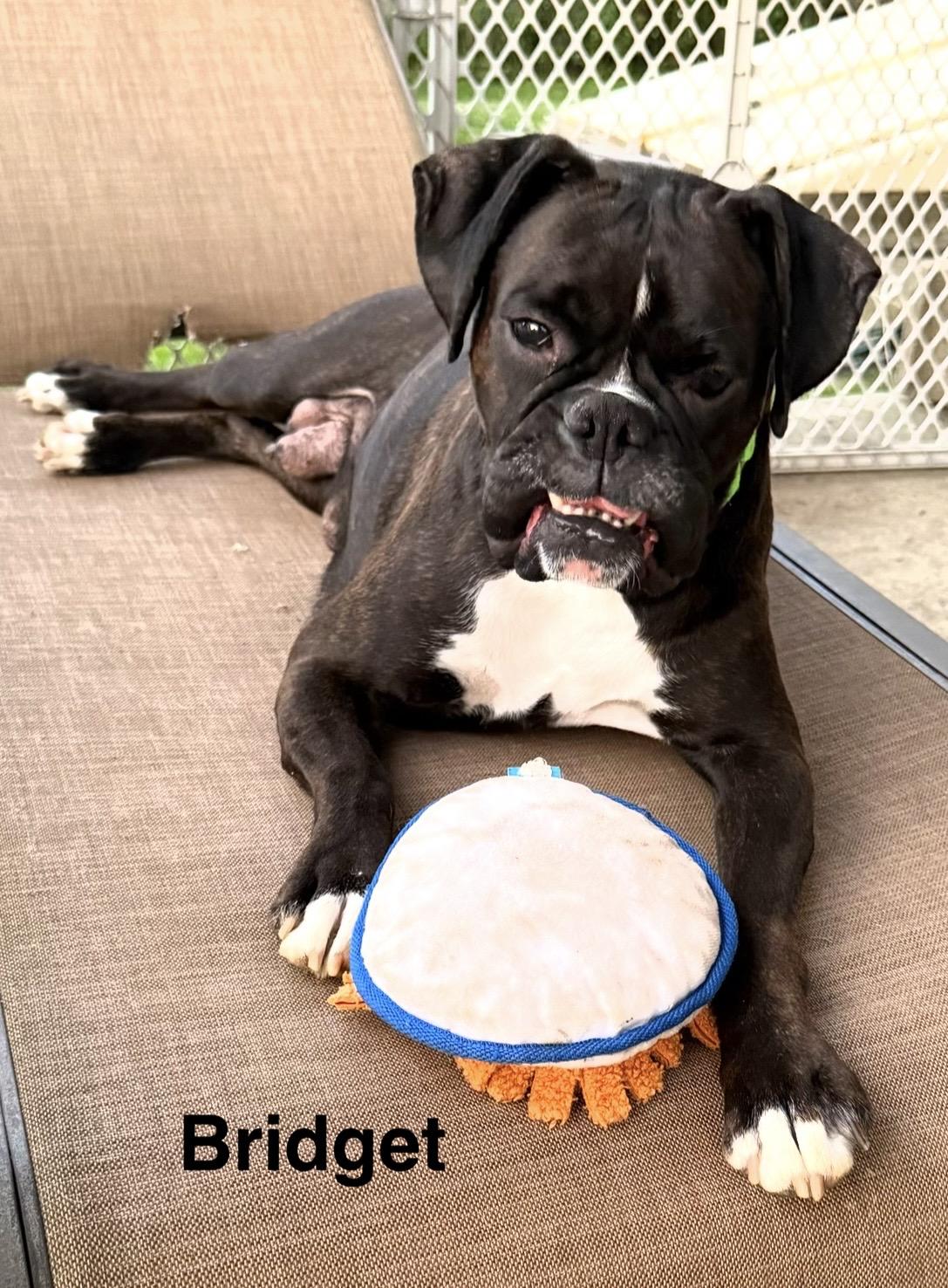 Bridget, a ADOPTABLE Boxer in Middlesex, NJ image 3/3