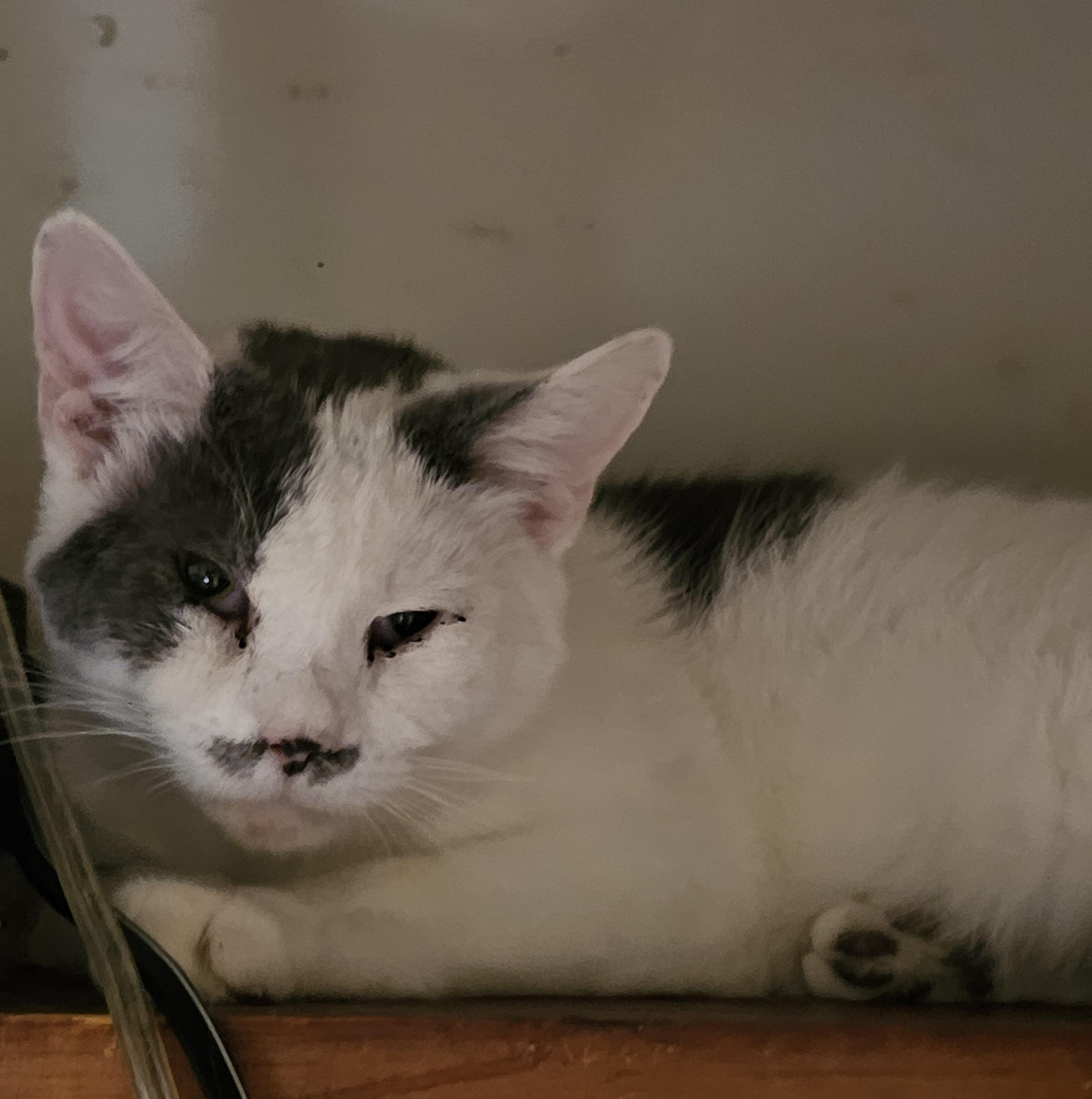 Kevin, Adoptable, Adult Male Domestic Short Hair.