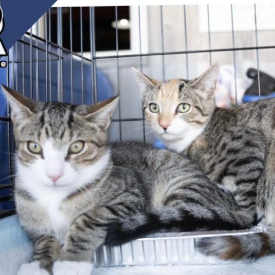 Tango & Olive, a Adoptable Domestic Short Hair in Bridgeport, CT image 2/2