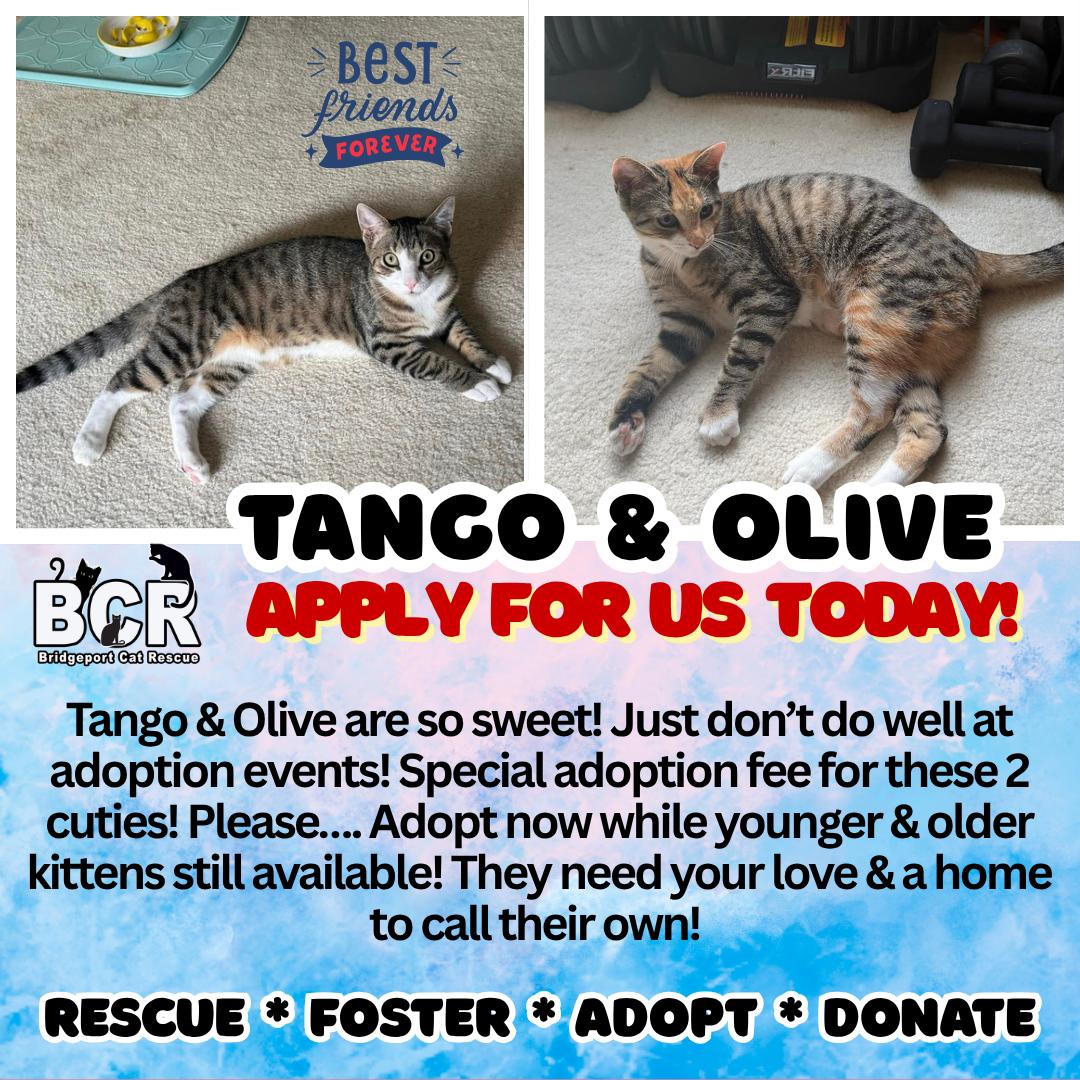 Tango & Olive, Adoptable, Kitten Female Domestic Short Hair.