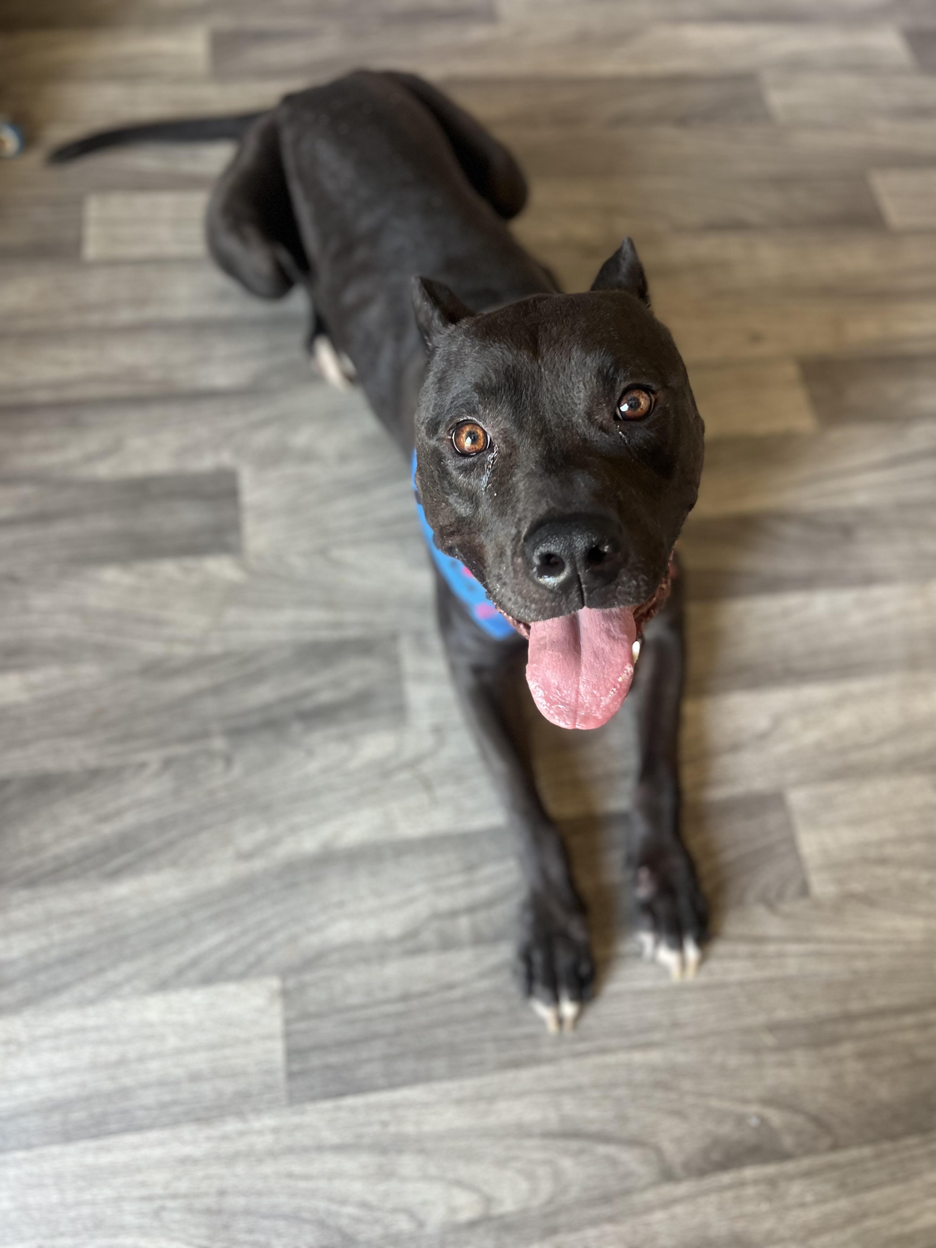 Pickles, Adoptable, Adult Male American Staffordshire Terrier.