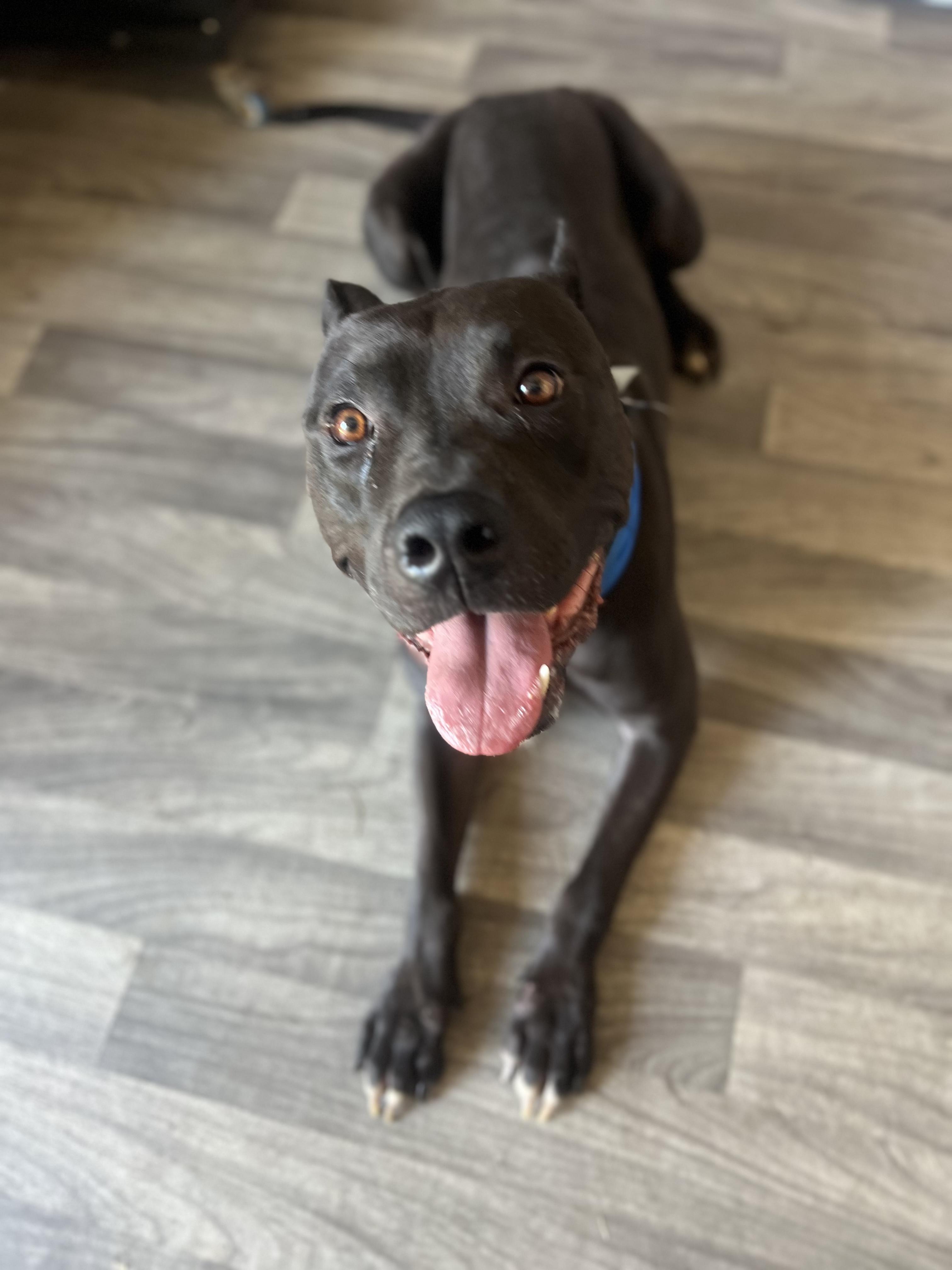 Enlarge Pickles, a Adoptable mixed breed in Huntington Beach, CA image 3/3