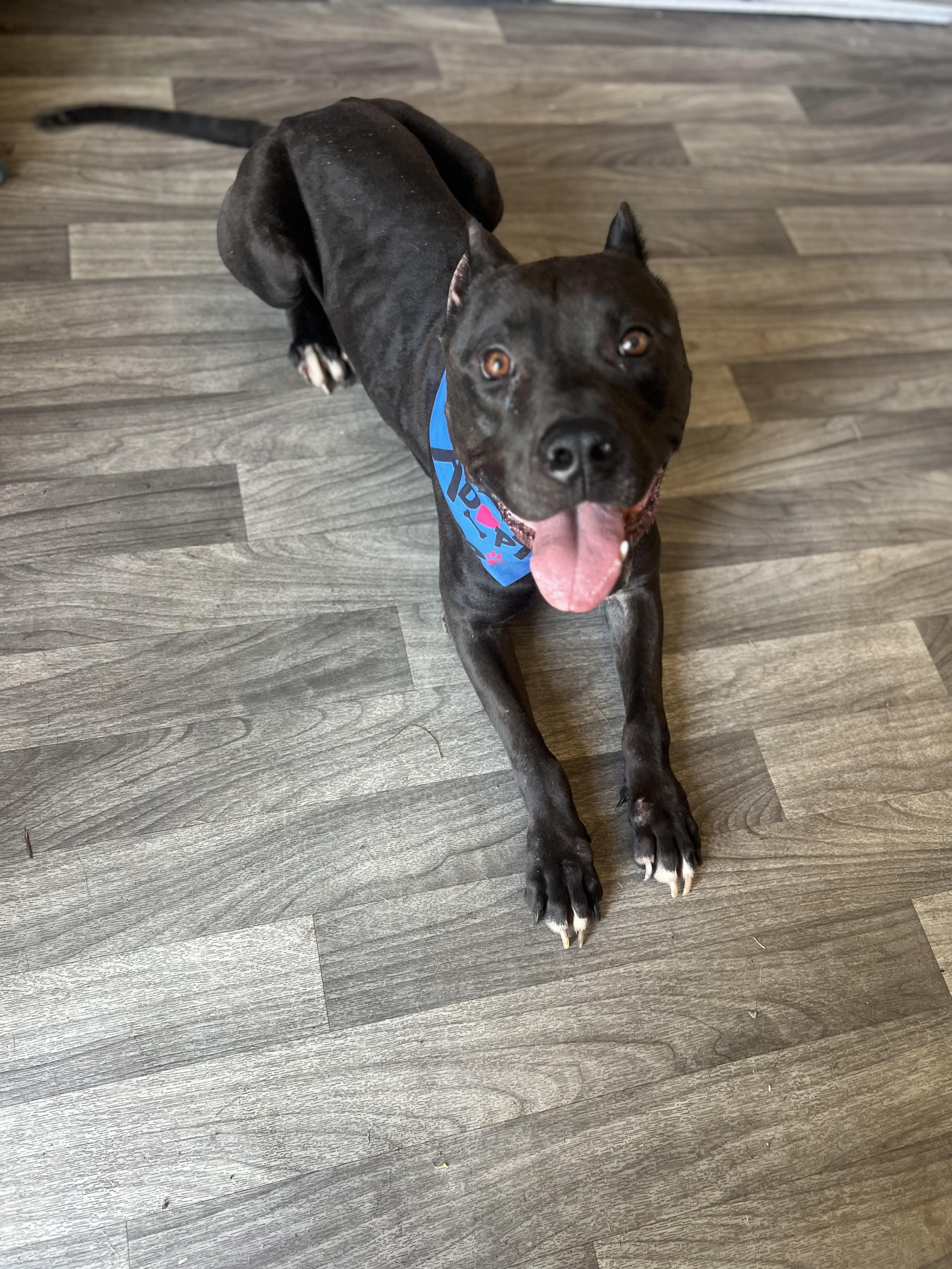 Enlarge Pickles, a Adoptable mixed breed in Huntington Beach, CA image 2/3