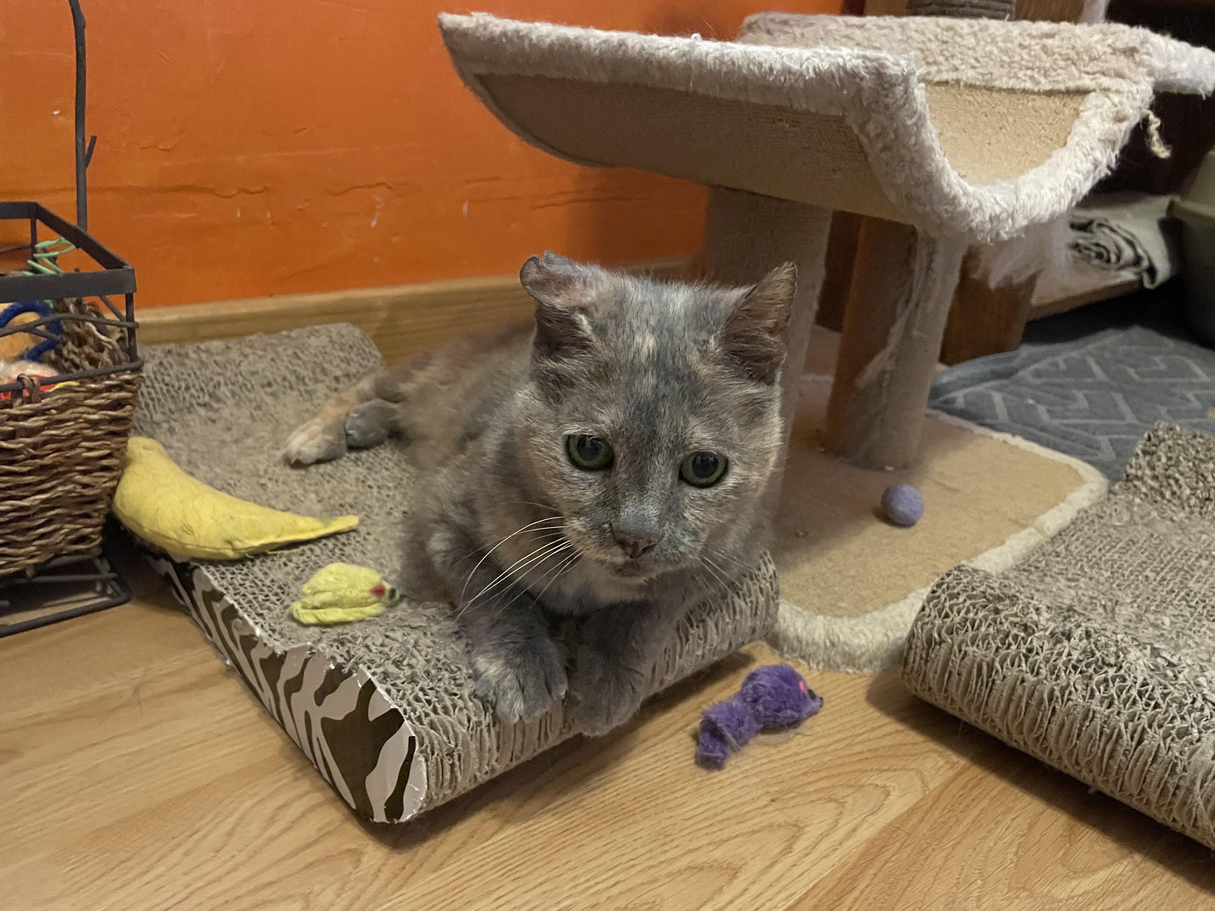 Winter (Cold Bunch Litter), Adult Female unknown