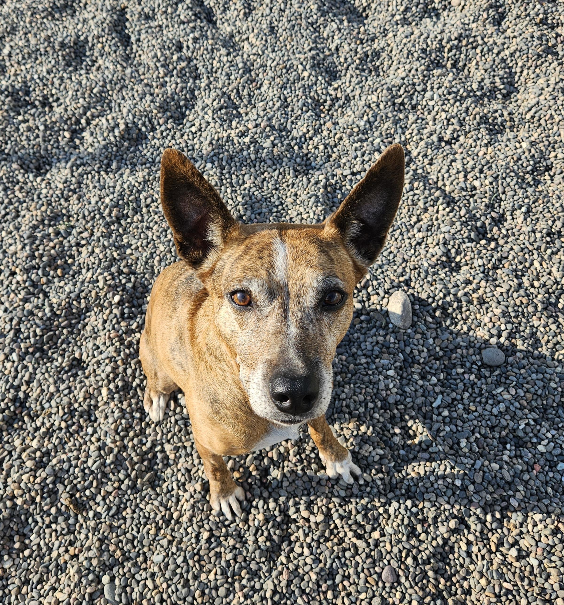 Enlarge Pepper, an adopted mixed breed in Billings, MT image 1/2