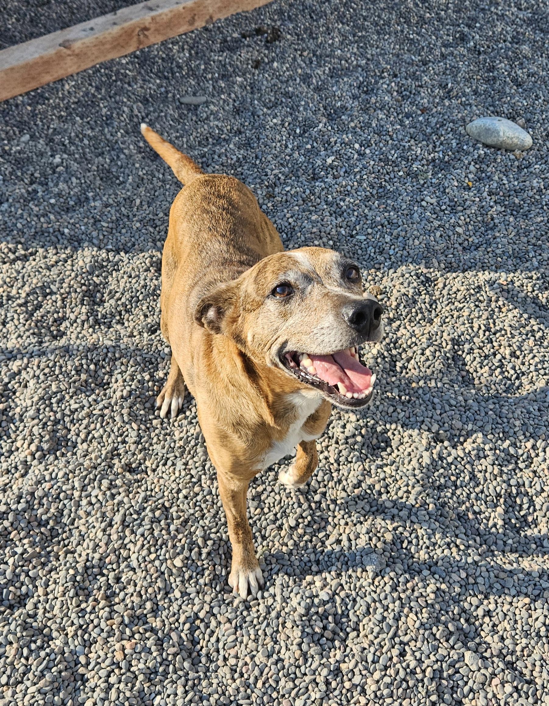 Enlarge Pepper, an adopted mixed breed in Billings, MT image 2/2