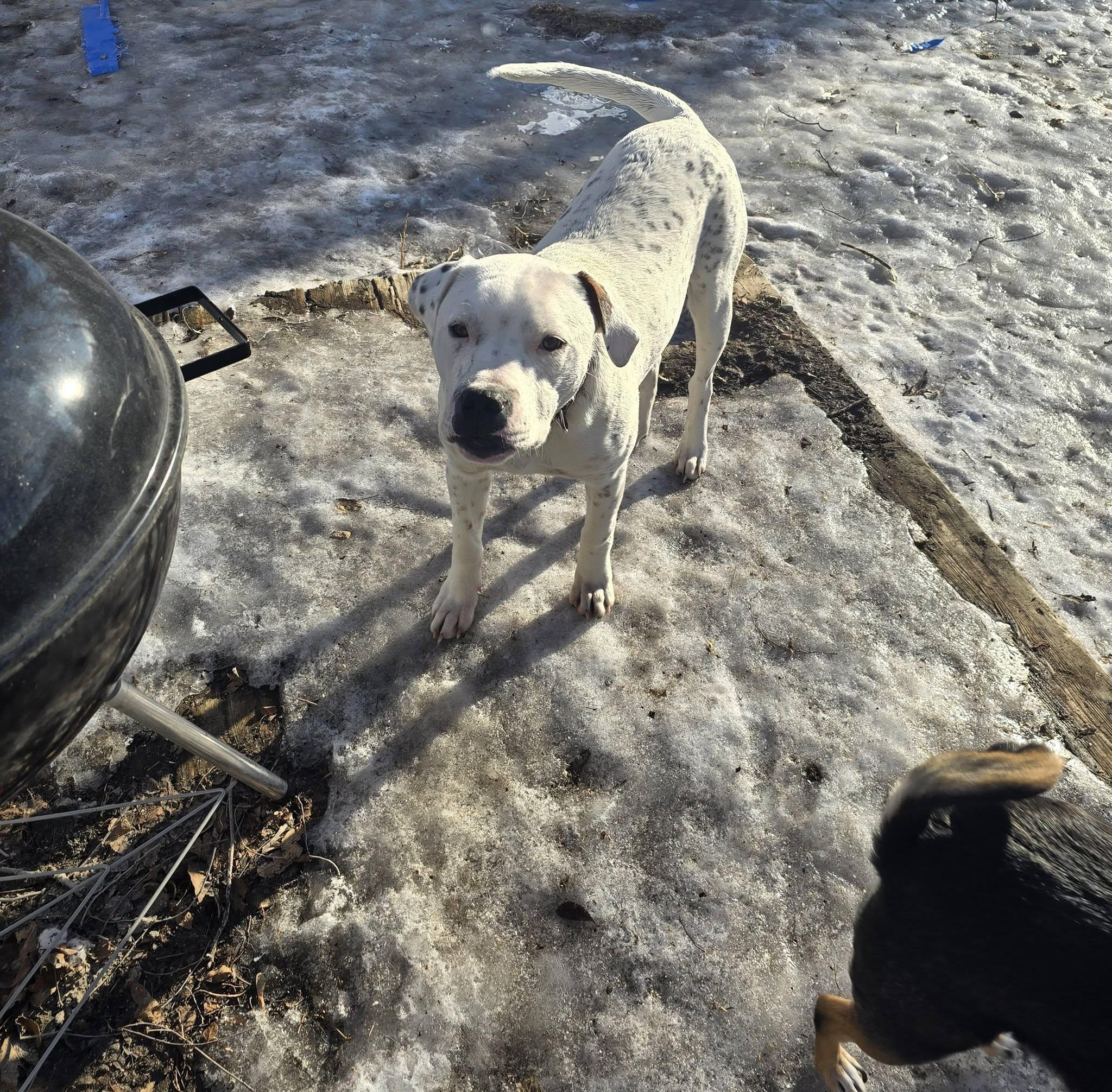 Uncle Jesse, adopted, Young Male Pit Bull Terrier & Rottweiler.