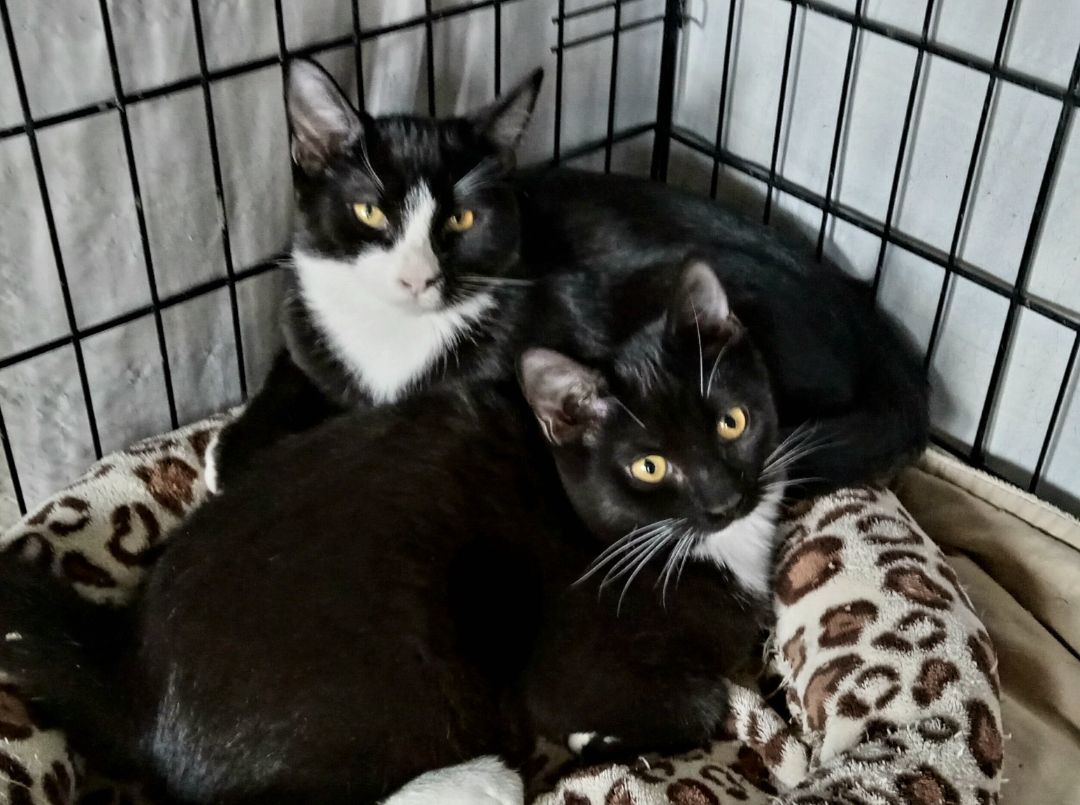 Enlarge Shelly, a Adoptable Domestic Short Hair in Chandler, AZ image 2/2