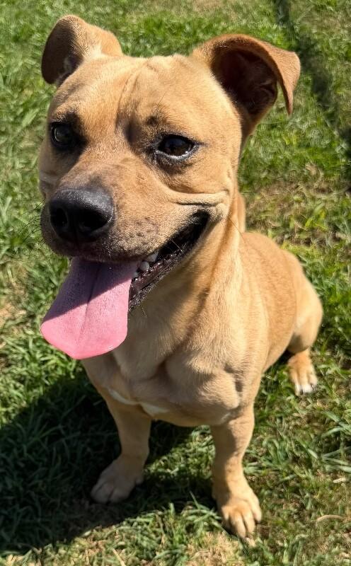 Crawfish, Adoptable, Young Male Terrier & Mixed Breed.