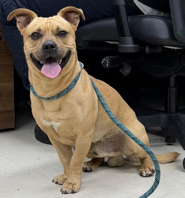 Crawfish, Adoptable, Adult Male Terrier & Mixed Breed.