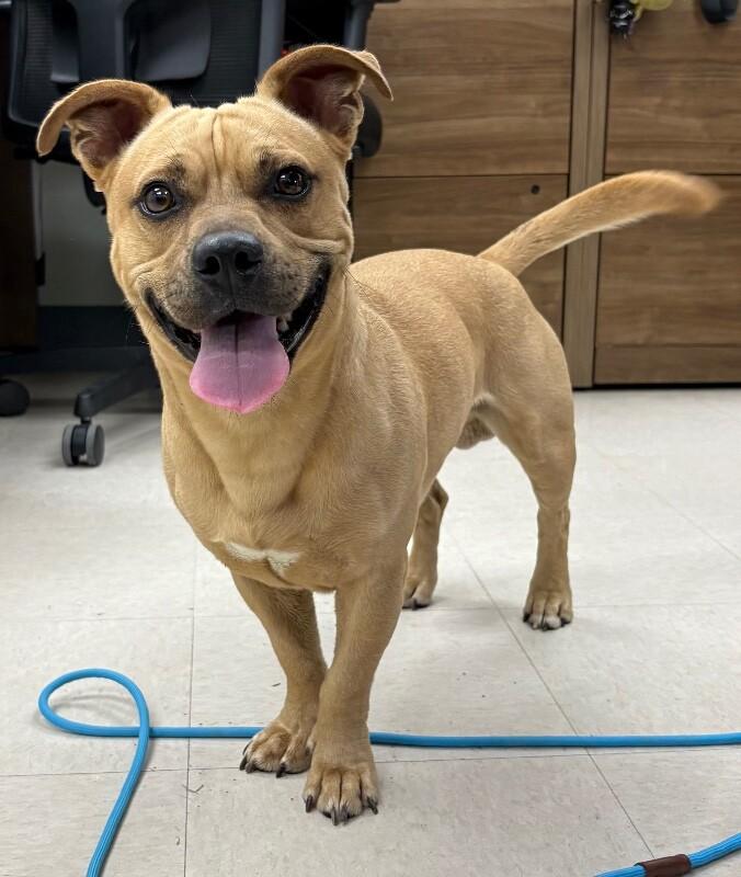 Crawfish, a Adoptable mixed breed in Katy, TX image 2/4