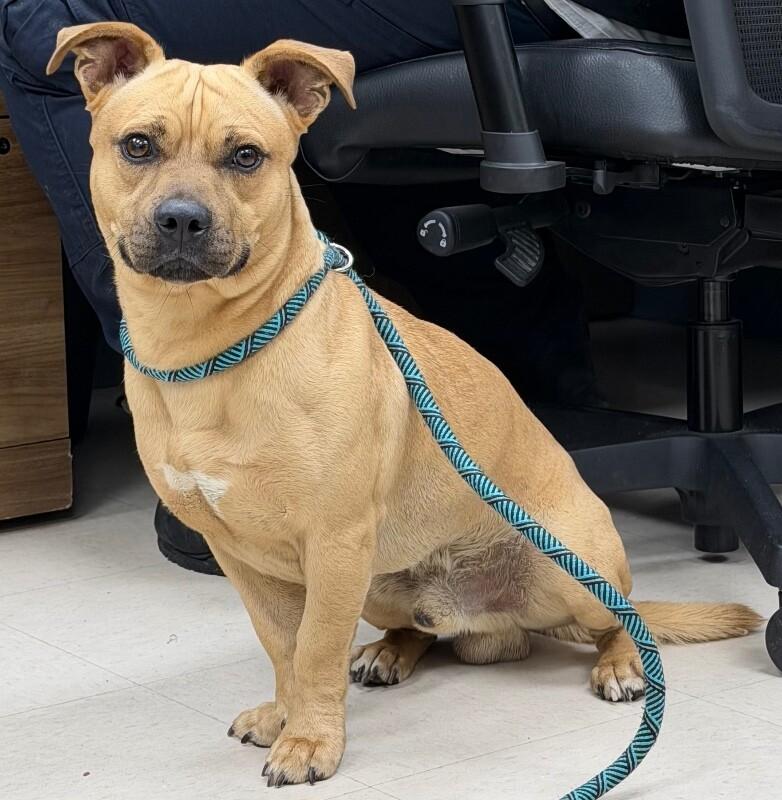 Crawfish, a Adoptable mixed breed in Katy, TX image 3/4