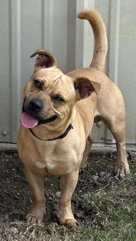 Crawfish, a Adoptable mixed breed in Katy, TX image 4/4