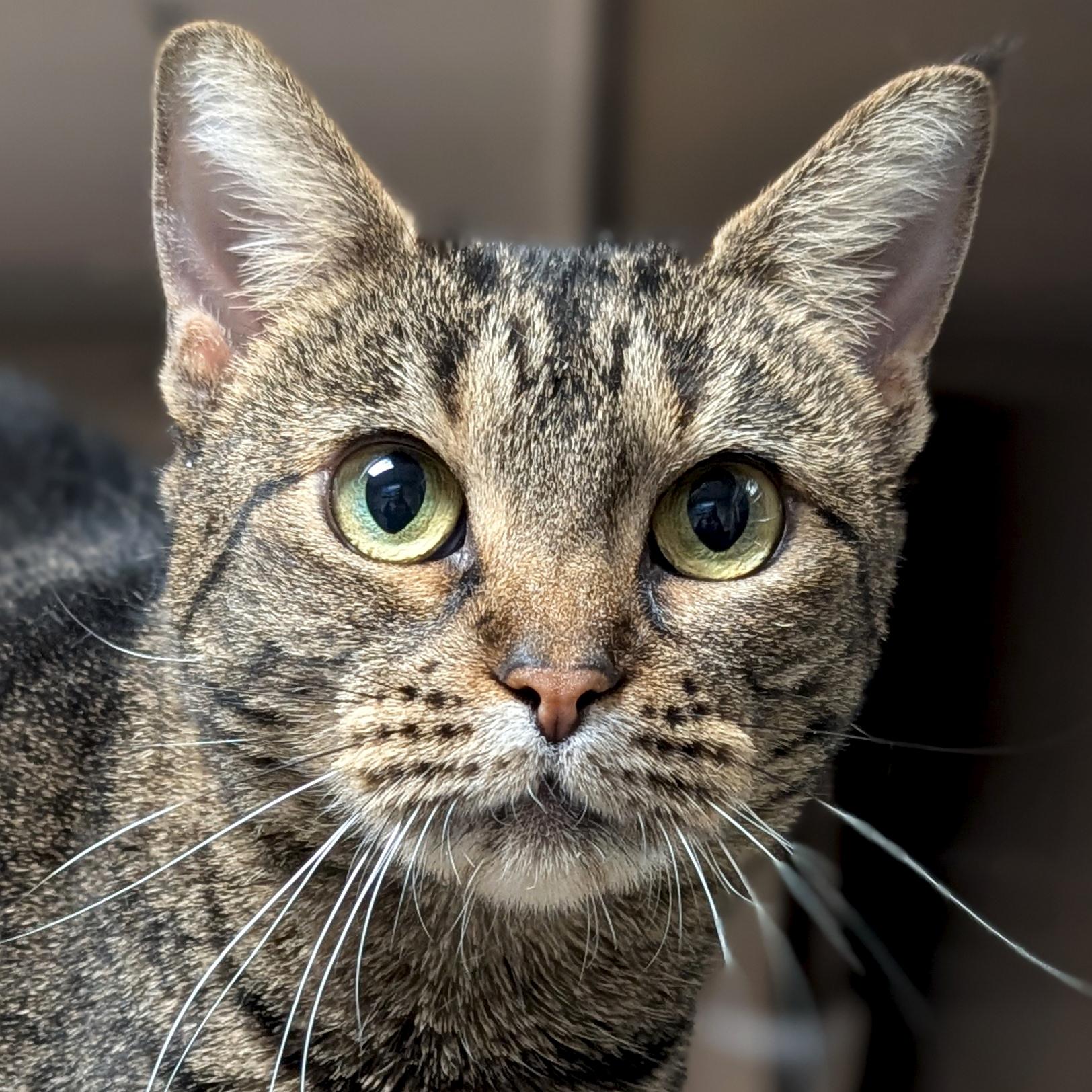 Enlarge Diva, a ADOPTABLE Domestic Short Hair in Jefferson, WI image 1/1