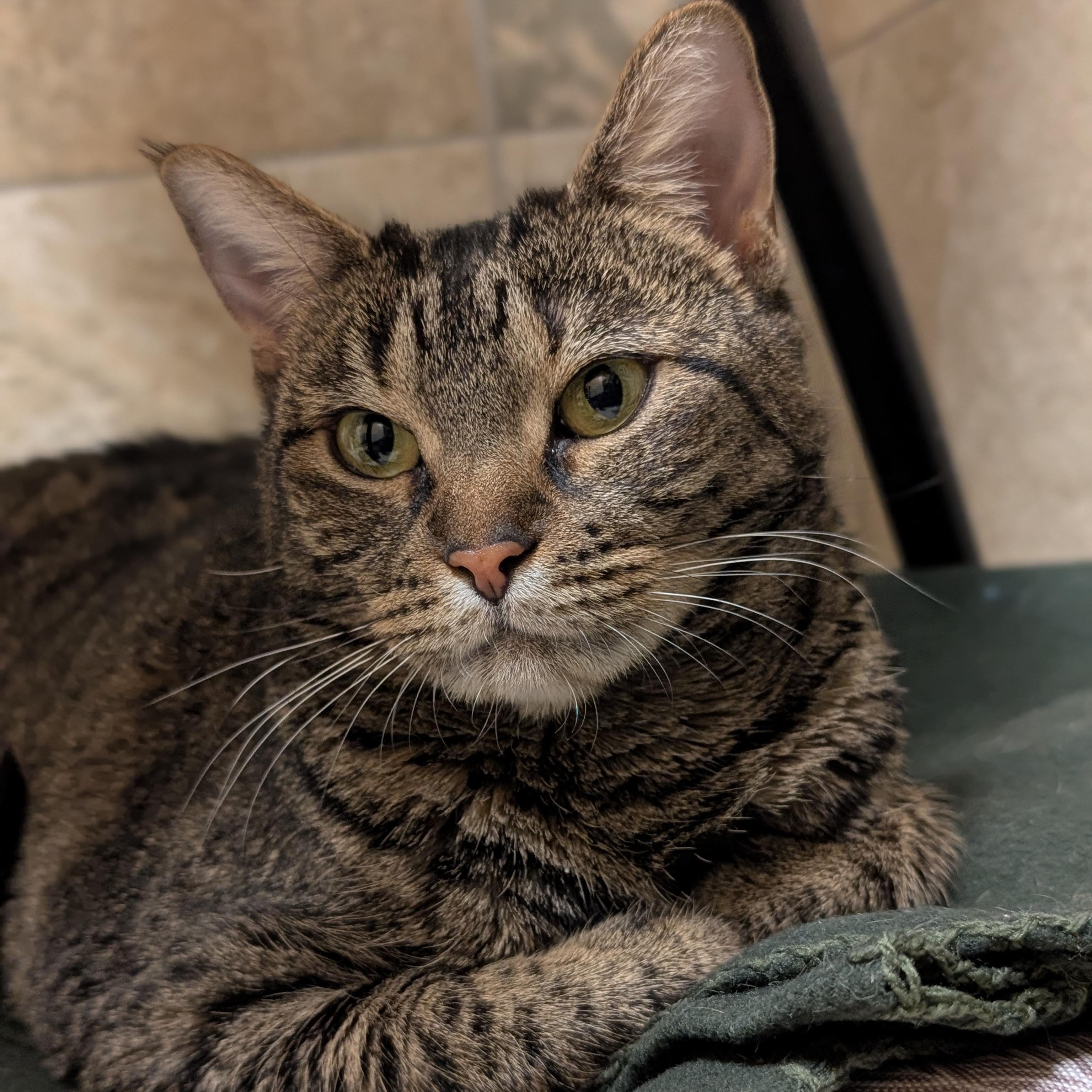 Enlarge Diva - Name Your Own Adoption Fee!, a ADOPTABLE Domestic Short Hair in Jefferson, WI image 2/2