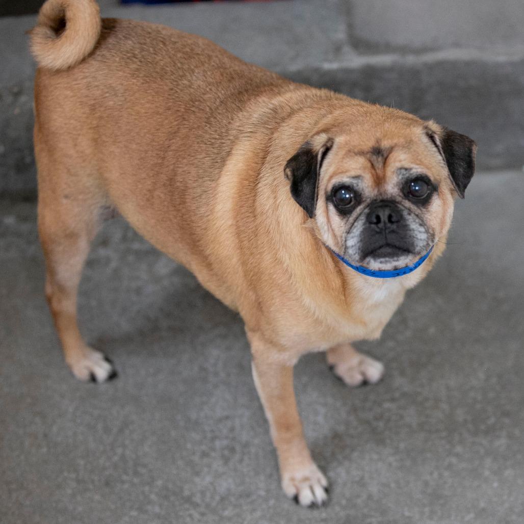 Enlarge Jessie (AG26-122), a Adoptable Pug in Peyton, CO image 1/6