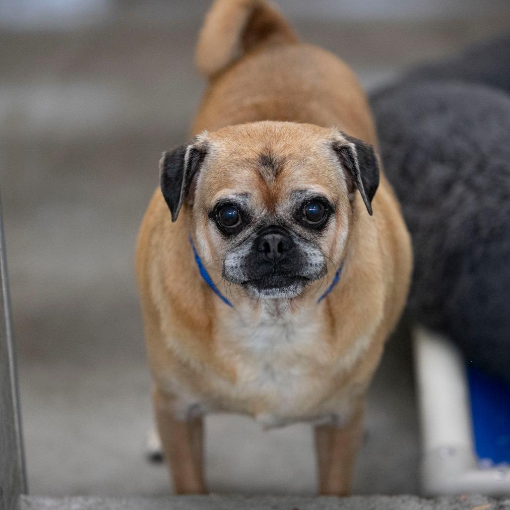Enlarge Jessie (AG26-122), a Adoptable Pug in Peyton, CO image 2/6
