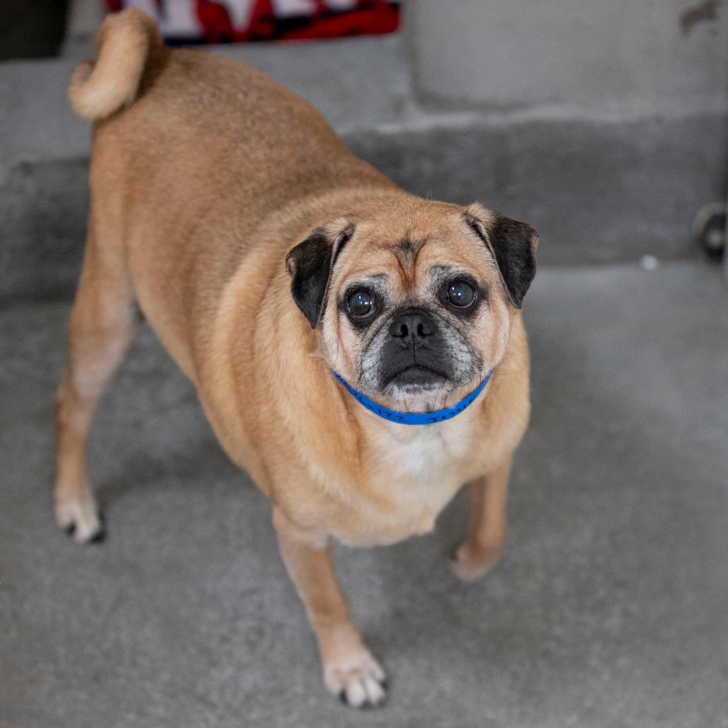 Enlarge Jessie (AG26-122), a Adoptable Pug in Peyton, CO image 3/6