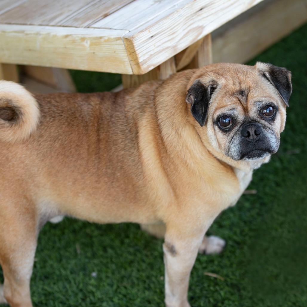 Enlarge Jessie (AG26-122), a Adoptable Pug in Peyton, CO image 4/6