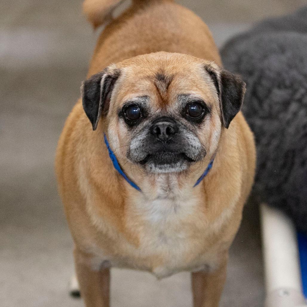Enlarge Jessie (AG26-122), a Adoptable Pug in Peyton, CO image 5/6