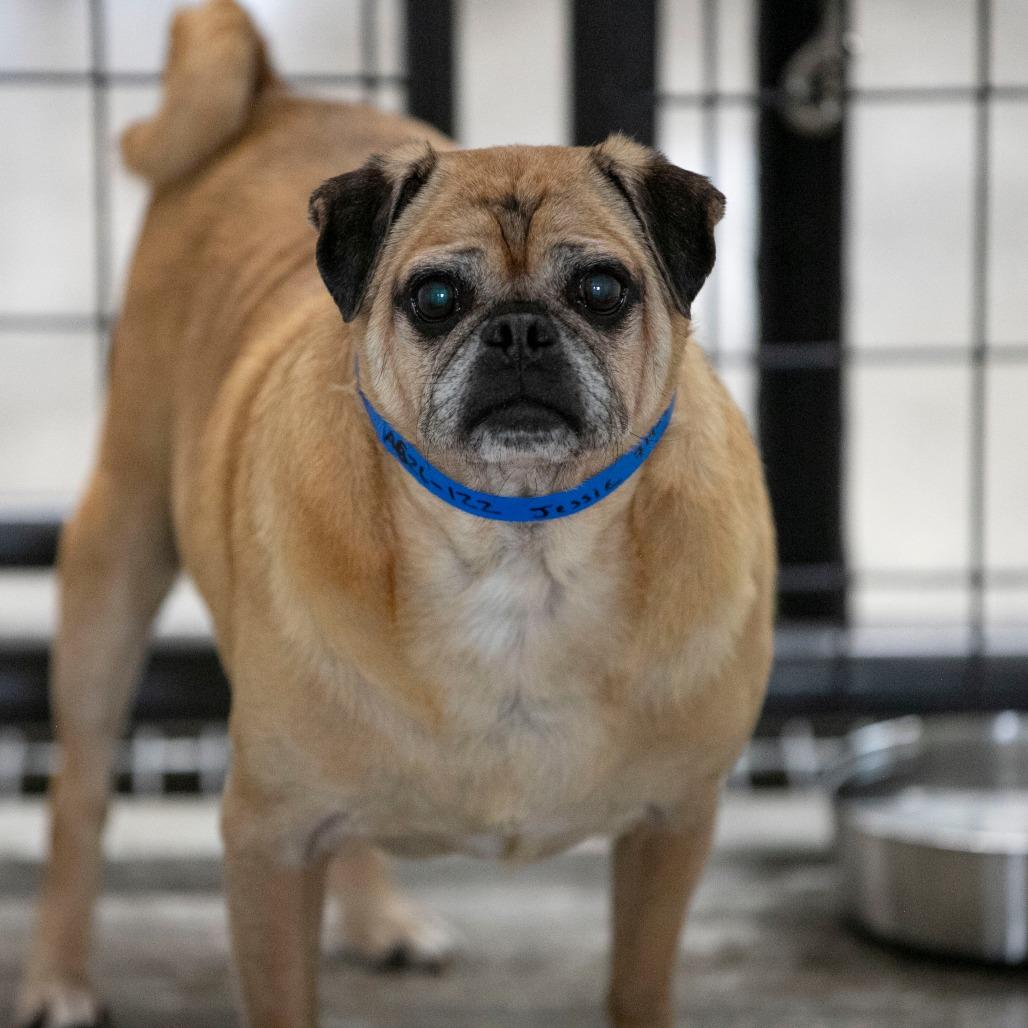 Enlarge Jessie (AG26-122), a Adoptable Pug in Peyton, CO image 6/6