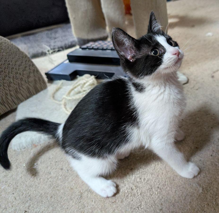 Polaris, an adopted Domestic Short Hair in Lake Orion, MI image 4/5