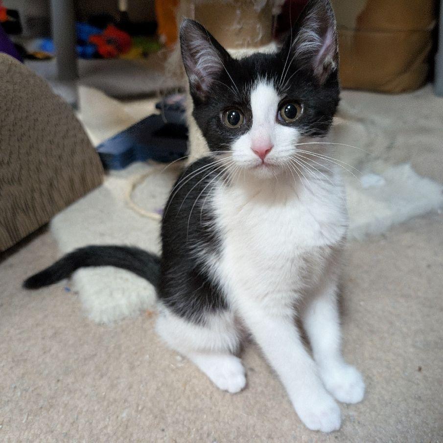 Polaris, adopted, Kitten Female Domestic Short Hair.