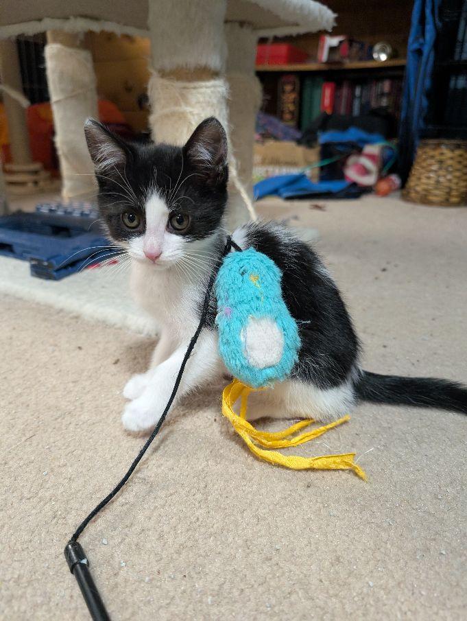 Polaris, an adopted Domestic Short Hair in Lake Orion, MI image 2/5