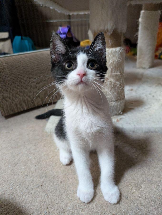 Polaris, an adopted Domestic Short Hair in Lake Orion, MI image 3/5