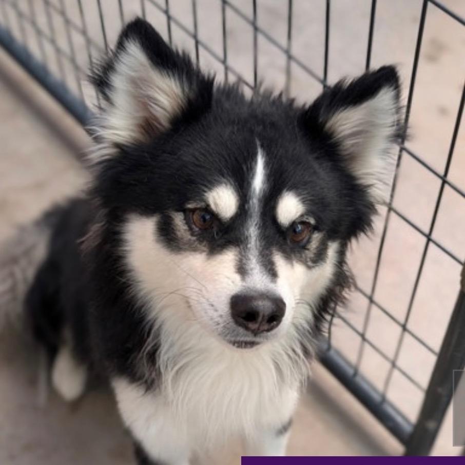 Avocado, Adoptable, Adult Male Siberian Husky & Mixed Breed.