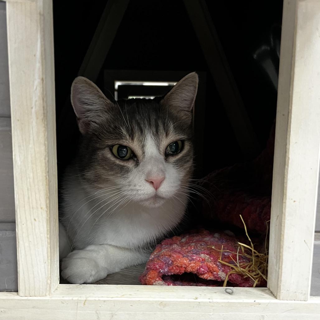 Enlarge Crystal, a Adoptable Domestic Short Hair in Yucca Valley, CA image 1/4