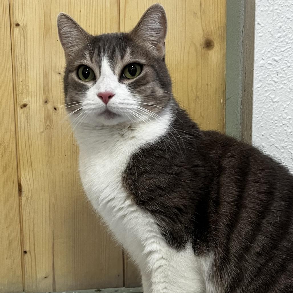 Enlarge Crystal, a Adoptable Domestic Short Hair in Yucca Valley, CA image 2/4