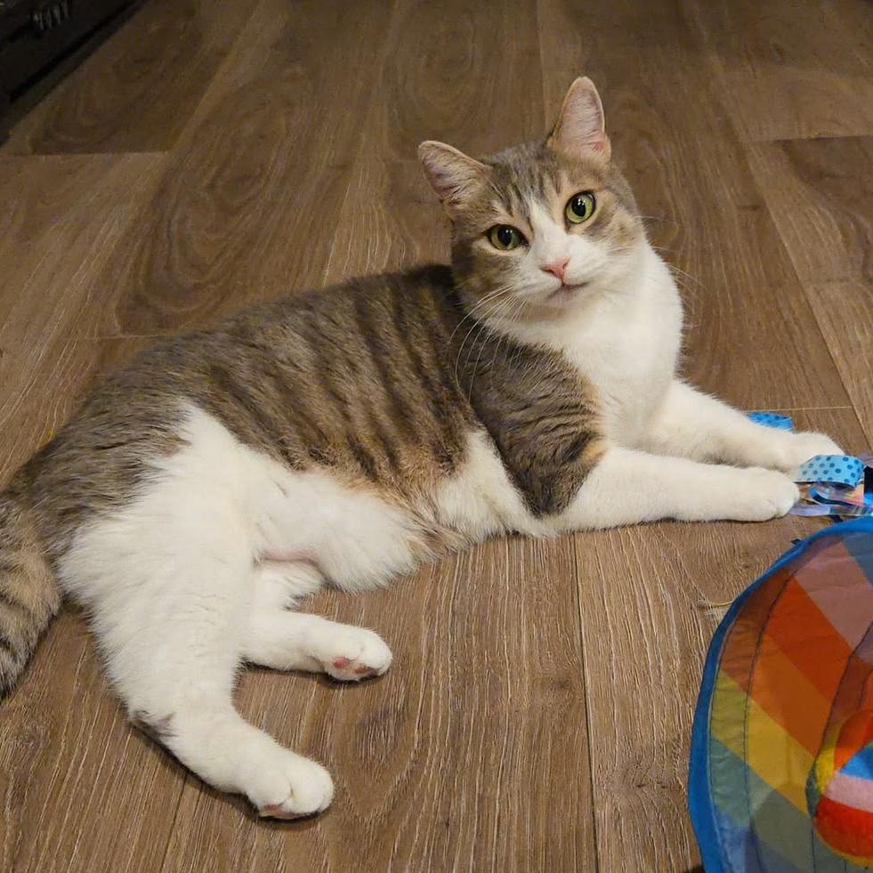 Enlarge Crystal, a Adoptable Domestic Short Hair in Yucca Valley, CA image 3/4