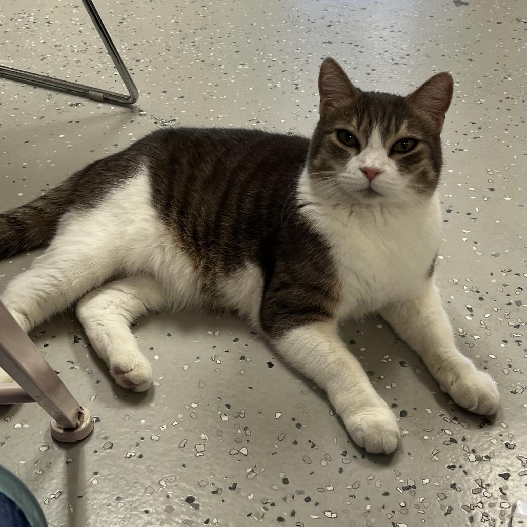 Enlarge Crystal, a Adoptable Domestic Short Hair in Yucca Valley, CA image 4/4