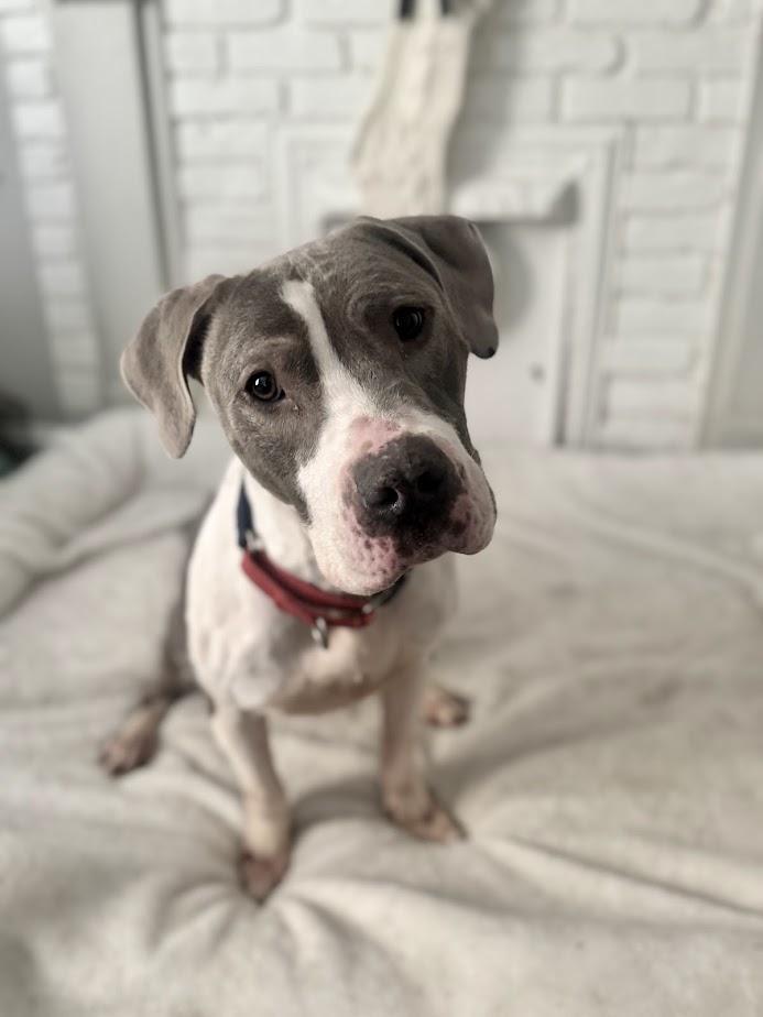 Enlarge Canyon, an adopted mixed breed in Concord, NC image 1/4