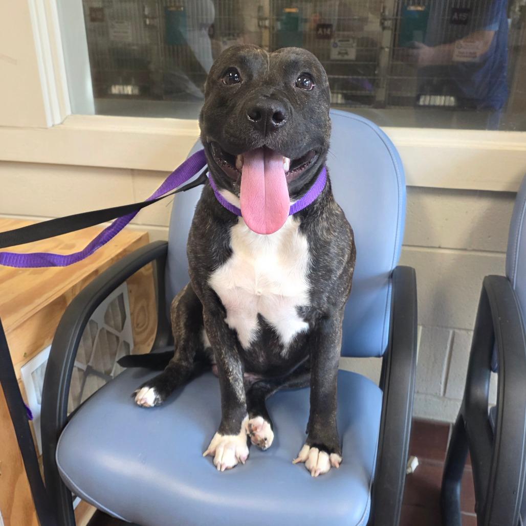 Enlarge Kane, a Adoptable Mixed Breed in Milton, FL image 1/3
