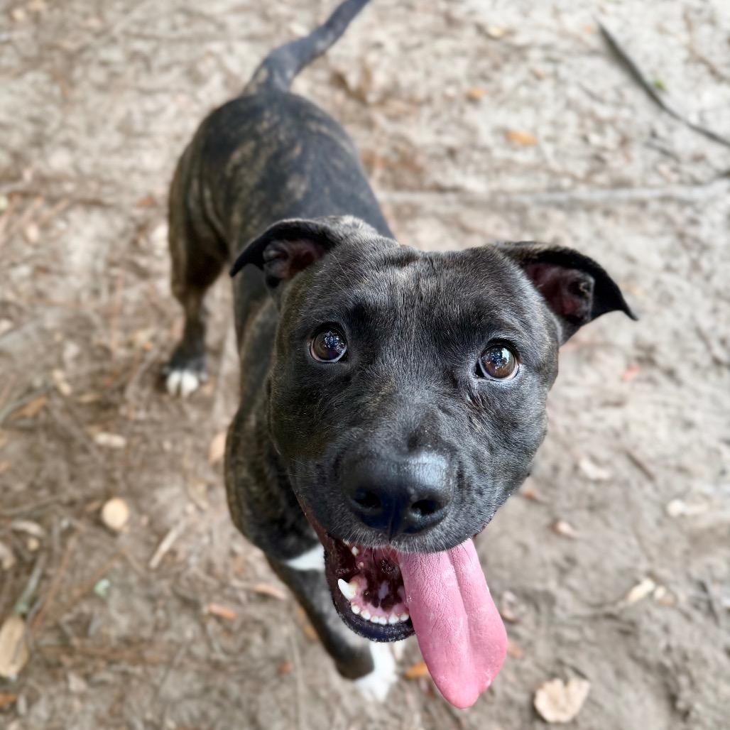 Enlarge Kane, a Adoptable Mixed Breed in Milton, FL image 2/3