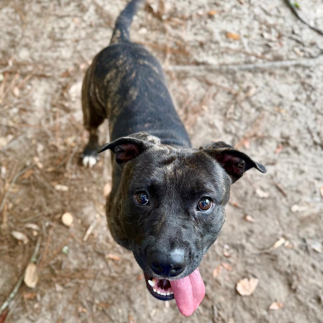 Enlarge Kane, a Adoptable Mixed Breed in Milton, FL image 3/3
