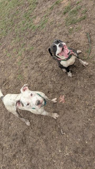 Enlarge Oozie, a ADOPTABLE mixed breed in Benton Harbor, MI image 4/4