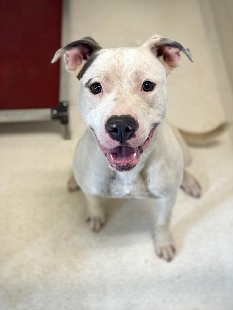 Oozie, ADOPTABLE, Adult Male Pit Bull Terrier & Mixed Breed.