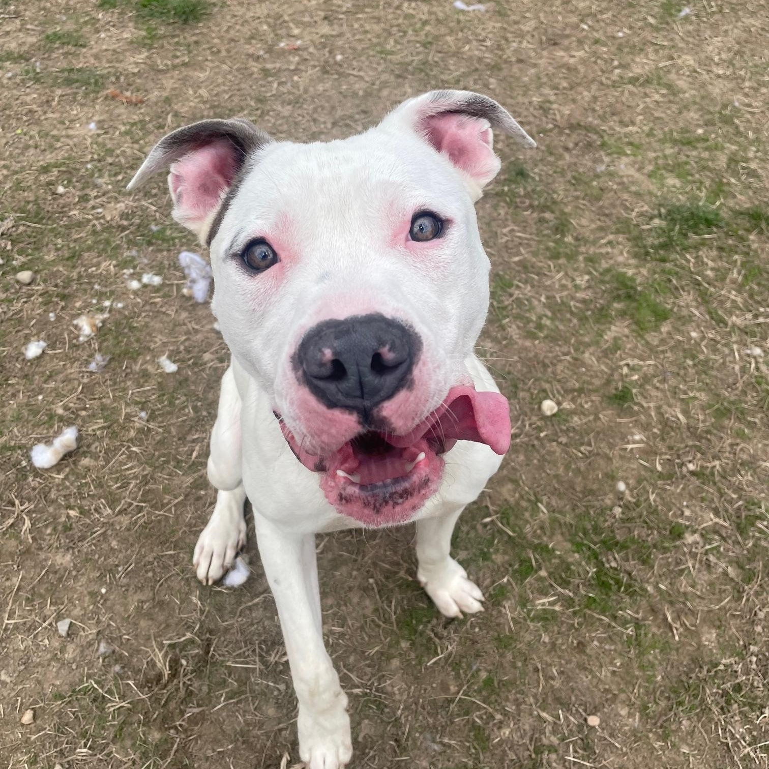 Enlarge Oozie, a ADOPTABLE mixed breed in Benton Harbor, MI image 6/6