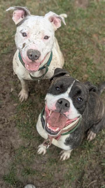 Enlarge Oozie, a ADOPTABLE mixed breed in Benton Harbor, MI image 2/4