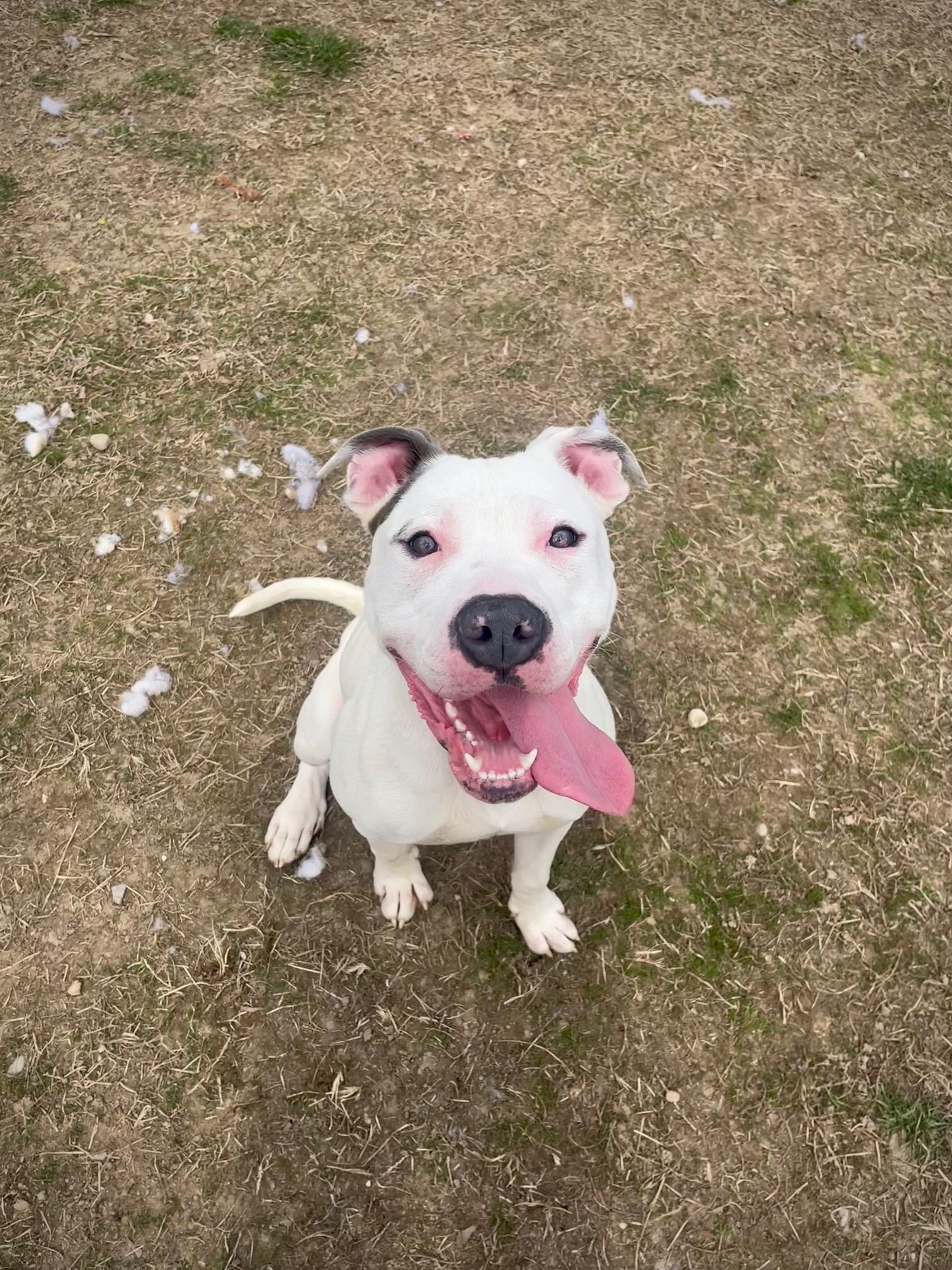 Oozie, ADOPTABLE, Adult Male Pit Bull Terrier & Mixed Breed.