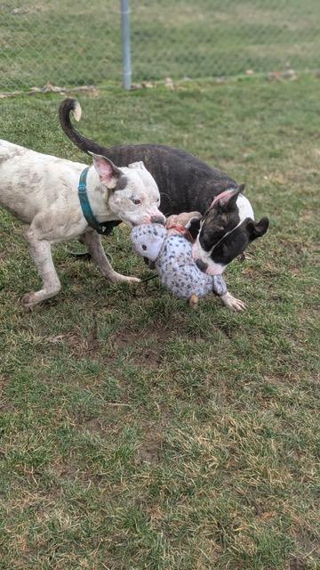 Enlarge Oozie, a ADOPTABLE mixed breed in Benton Harbor, MI image 3/4