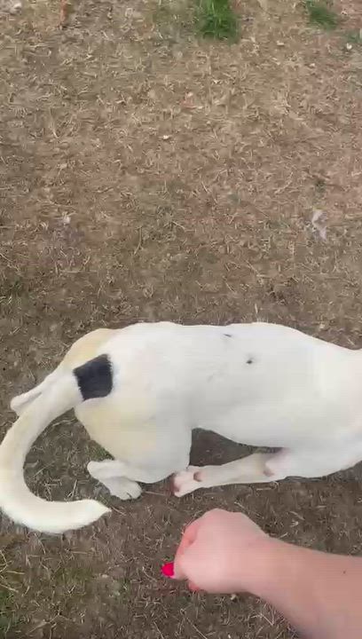 Enlarge Oozie, a ADOPTABLE mixed breed in Benton Harbor, MI video 4/6