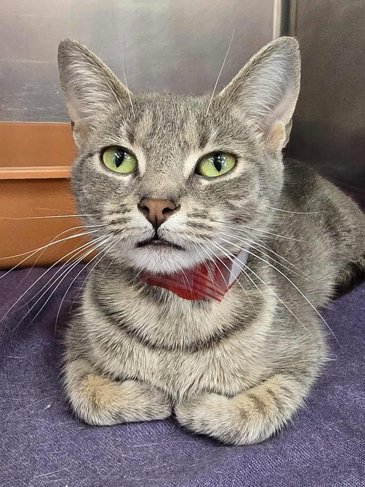 Enlarge Bamboo, a ADOPTABLE Domestic Short Hair in Winthrop, ME image 1/1